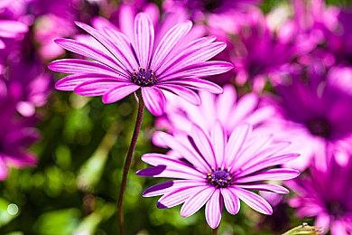 《Indomitable Blade》Steam页面上线 复古风战旗RPG